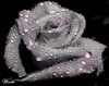BlackRose